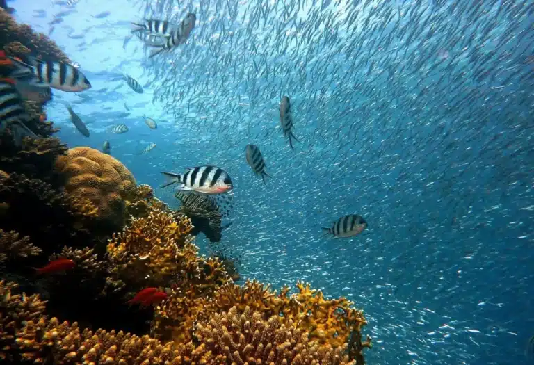 Unterwasserwelt | Tauchen in Kroatien