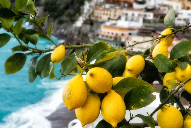 Zitronen vor einem Hafen