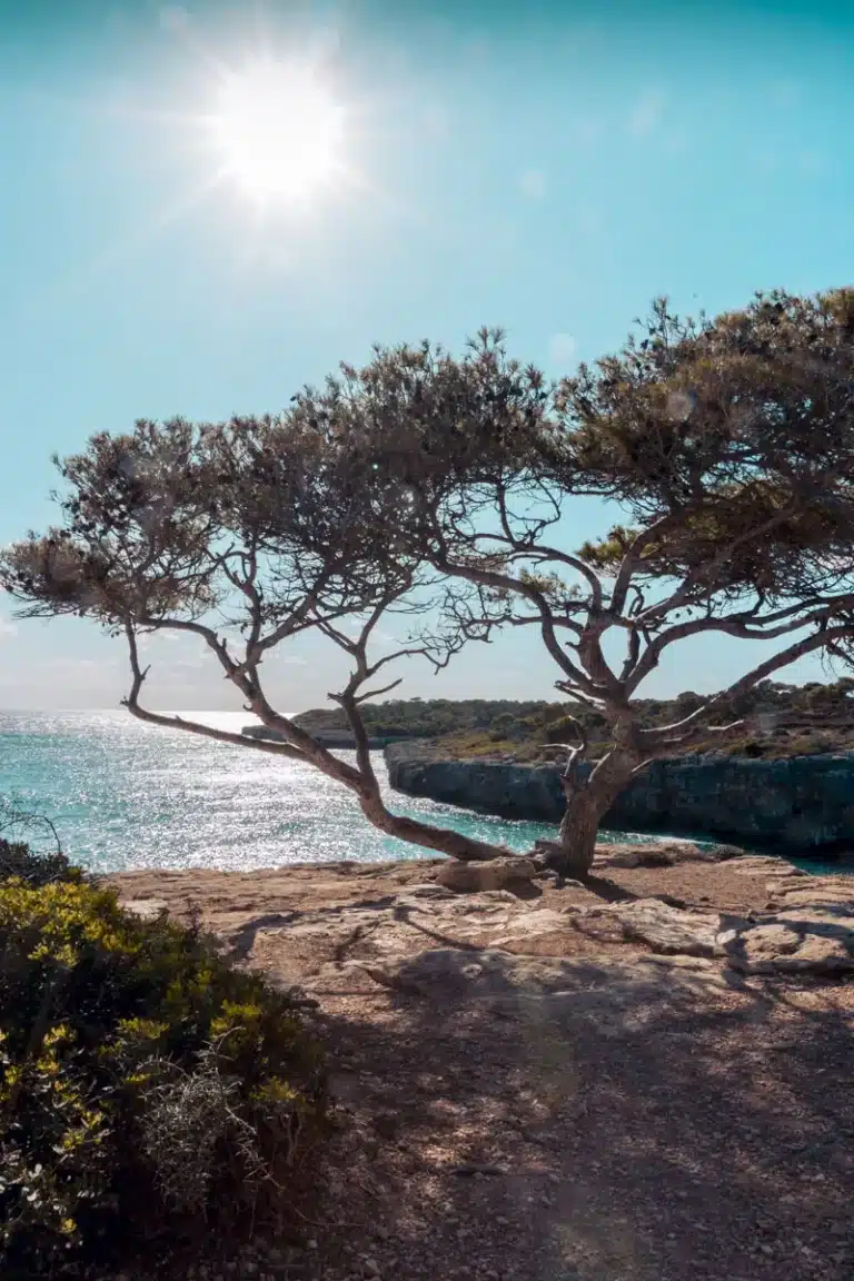 Zwei knorrige Bäume blicken unter einer strahlenden Sonne auf ein glitzerndes Meer und werfen Schatten auf felsigen Boden mit einem klaren blauen Himmel im Hintergrund, was auf eine perfekte Kulisse für einen Segeltörn hindeutet.