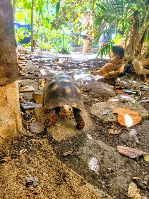 Eine Schildkröte bewegt sich mit ausgestrecktem Kopf auf einem Sandboden vor einer Gartenkulisse, die durch das durch die Blätter fallende Sonnenlicht hervorgehoben wird. In der Nähe fügt das Konzept eines Segeltörns ein abenteuerliches Element hinzu