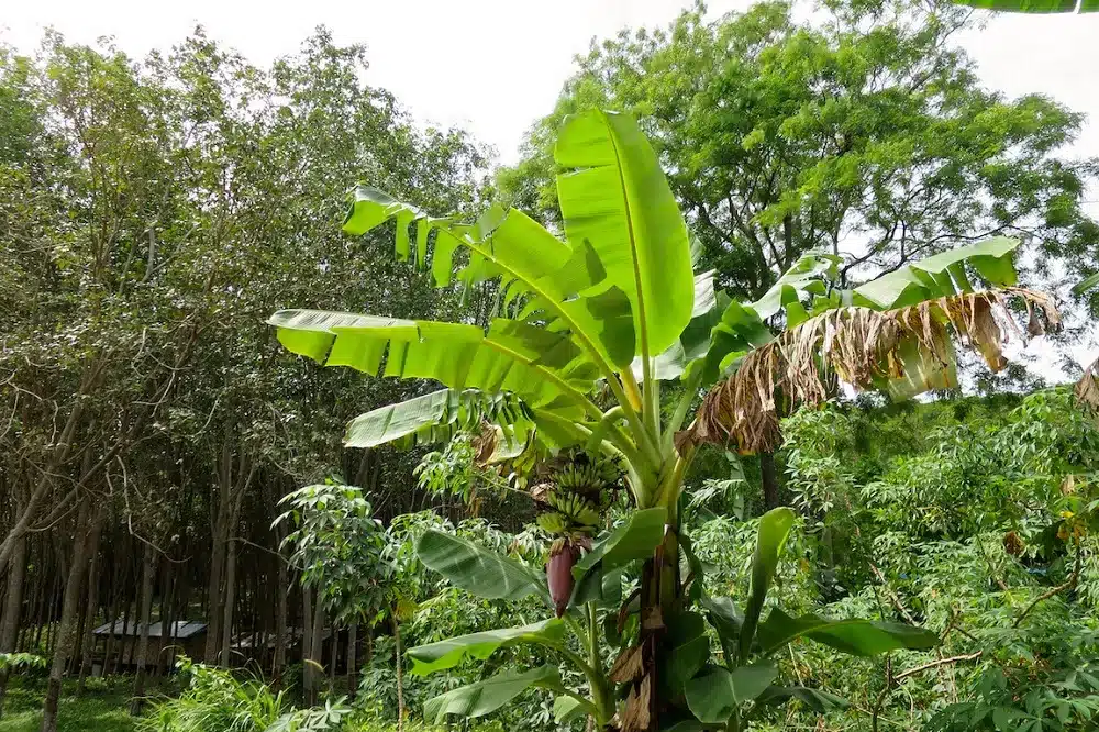 Eine lebendige Bananenpflanze mit großen grünen Blättern und einer sichtbaren Blütenknospe, umgeben von vielfältigem Laub und Bäumen in einer üppigen, grünen Waldlandschaft während eines Segelurlaubs.