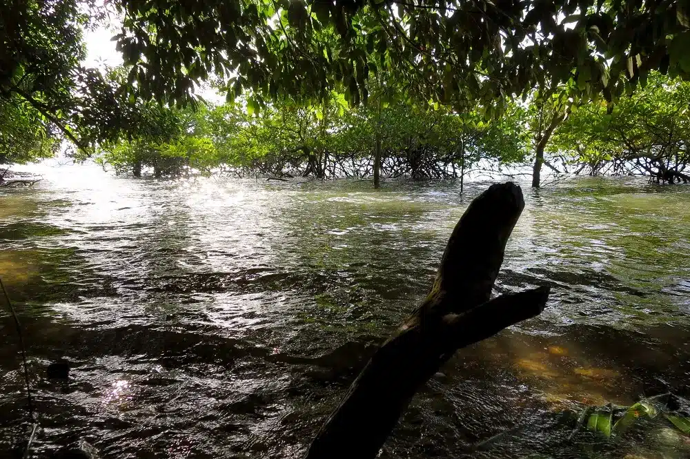 Eine ruhige Szene, in der das Sonnenlicht durch die dichten Mangrovenblätter fällt und die Wasseroberfläche zum Glitzern bringt. Ein markanter Baumstamm ragt in das schimmernde Wasser, an dem ein Segelboot anmutig vorbeigleitet.