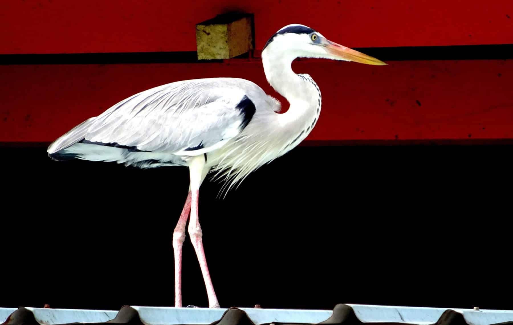 Ein Graureiher steht auf einem Ziegeldach und hebt sich deutlich vom roten Hintergrund ab. Der Vogel ist leicht nach links gedreht, sodass sein langer Hals und sein Schnabel deutlich zu erkennen sind.
