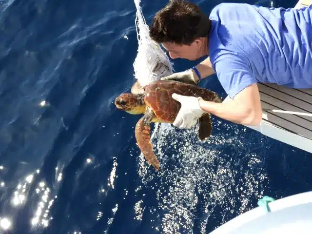 Ein Mann im blauen Hemd lässt während eines Segeltörns eine Meeresschildkröte von der Seite eines Bootes aus zurück ins Meer. Das Wasser spritzt herum, als die Schildkröte freigelassen wird.