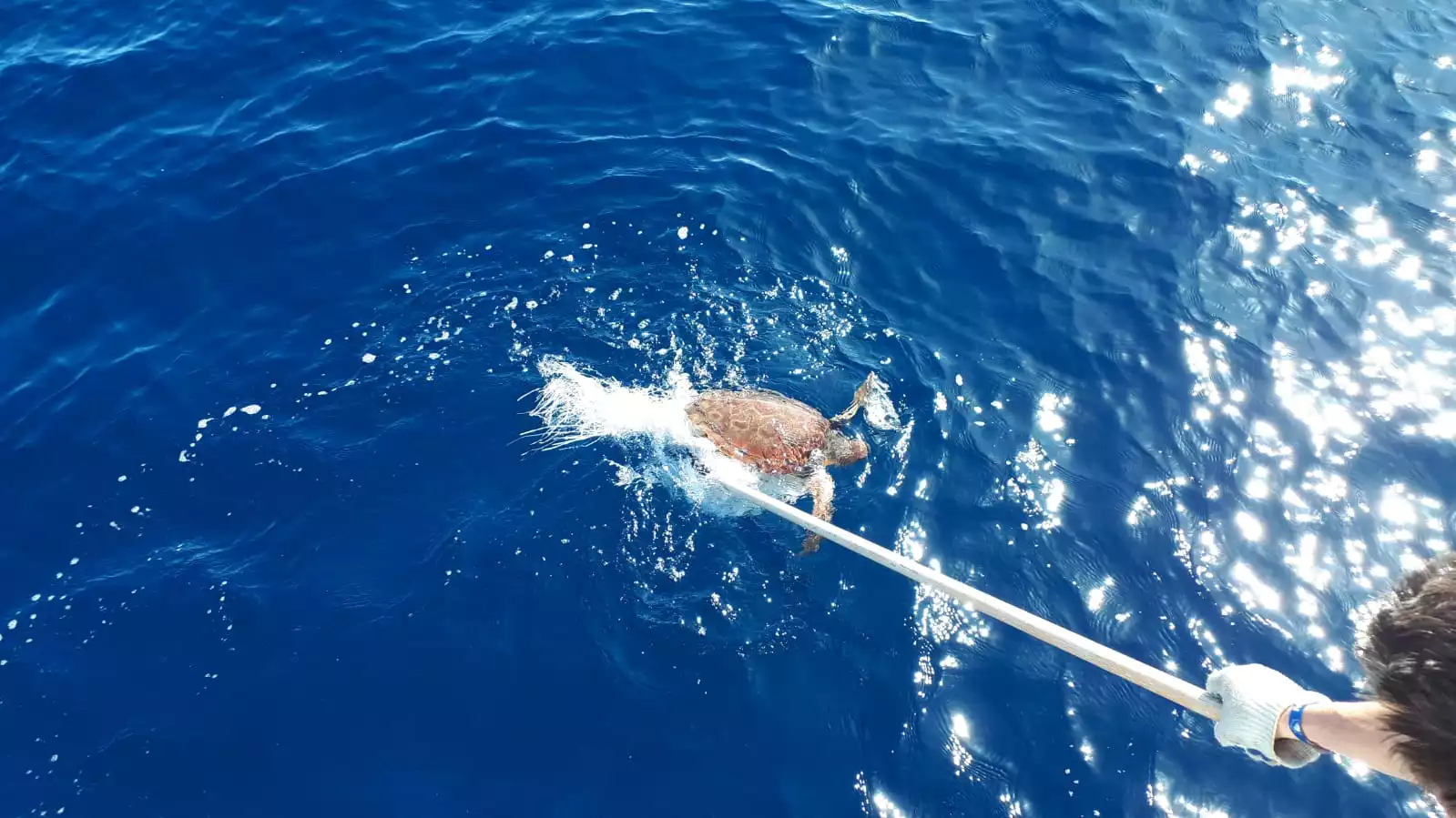 Beim Segeltörn wird eine Meeresschildkröte mit einem Schlauch von der tiefblauen Meeresoberfläche abgespült, wobei das Sonnenlicht einen glitzernden Effekt auf dem Wasser erzeugt.