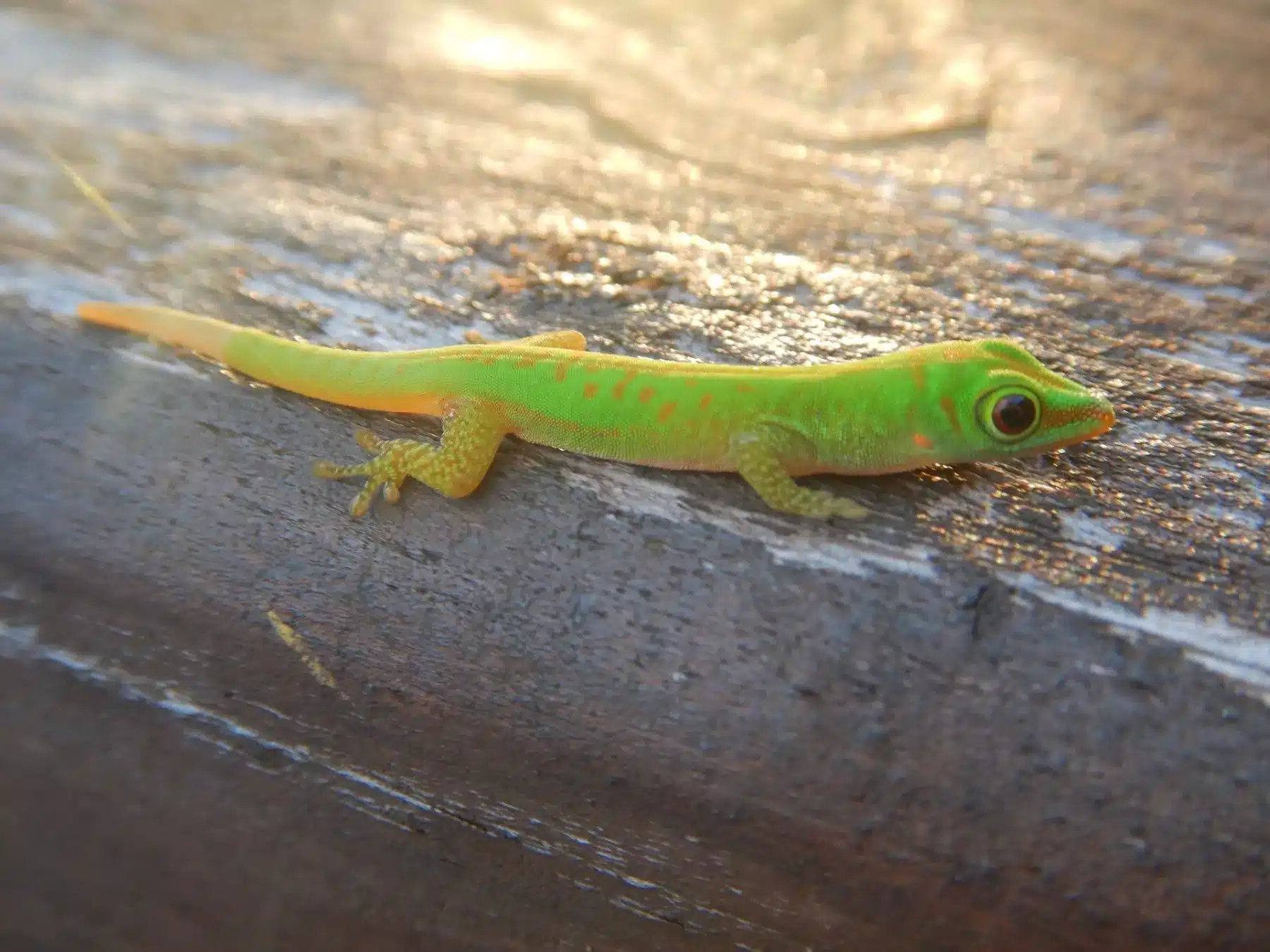 Ein leuchtend grüner und gelber Gecko mit großen, hellen Augen, der während eines Segeltörns auf einer strukturierten Holzoberfläche ruht und von sanftem Sonnenlicht beleuchtet wird.