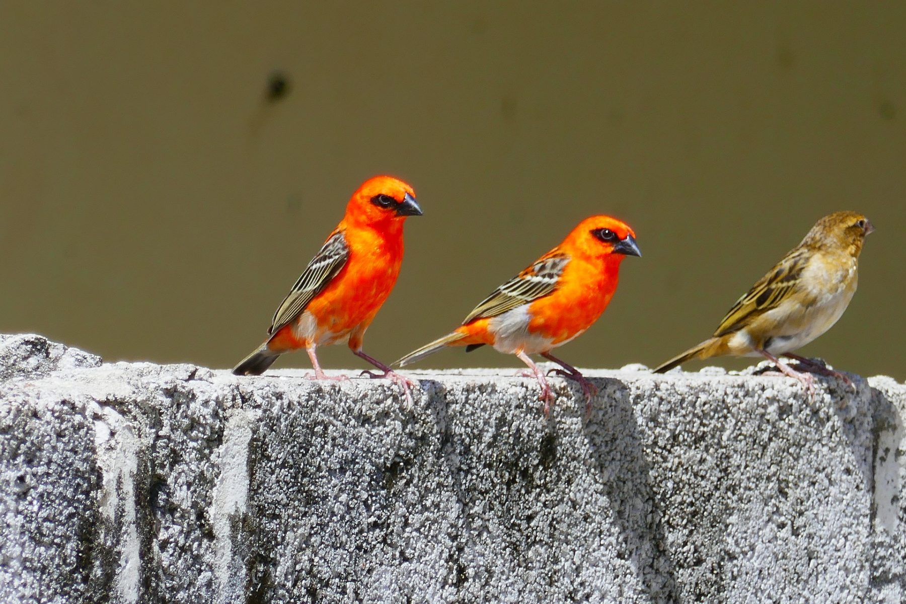 Zwei leuchtend rote Vögel und ein brauner Vogel sitzen während einer Segelreise auf einer grauen Betonmauer.