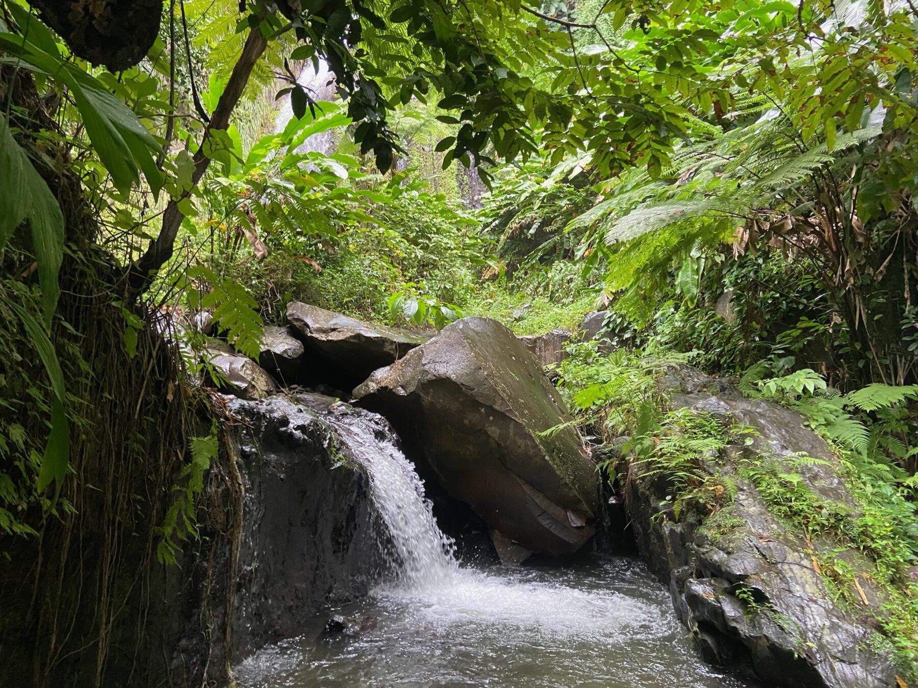 Ein ruhiger Wasserfall fließt über moosbedeckte Felsen, umgeben von üppigem grünem Laub in einem dichten tropischen Wald, unberührt von der Hektik des Segelurlaubs.