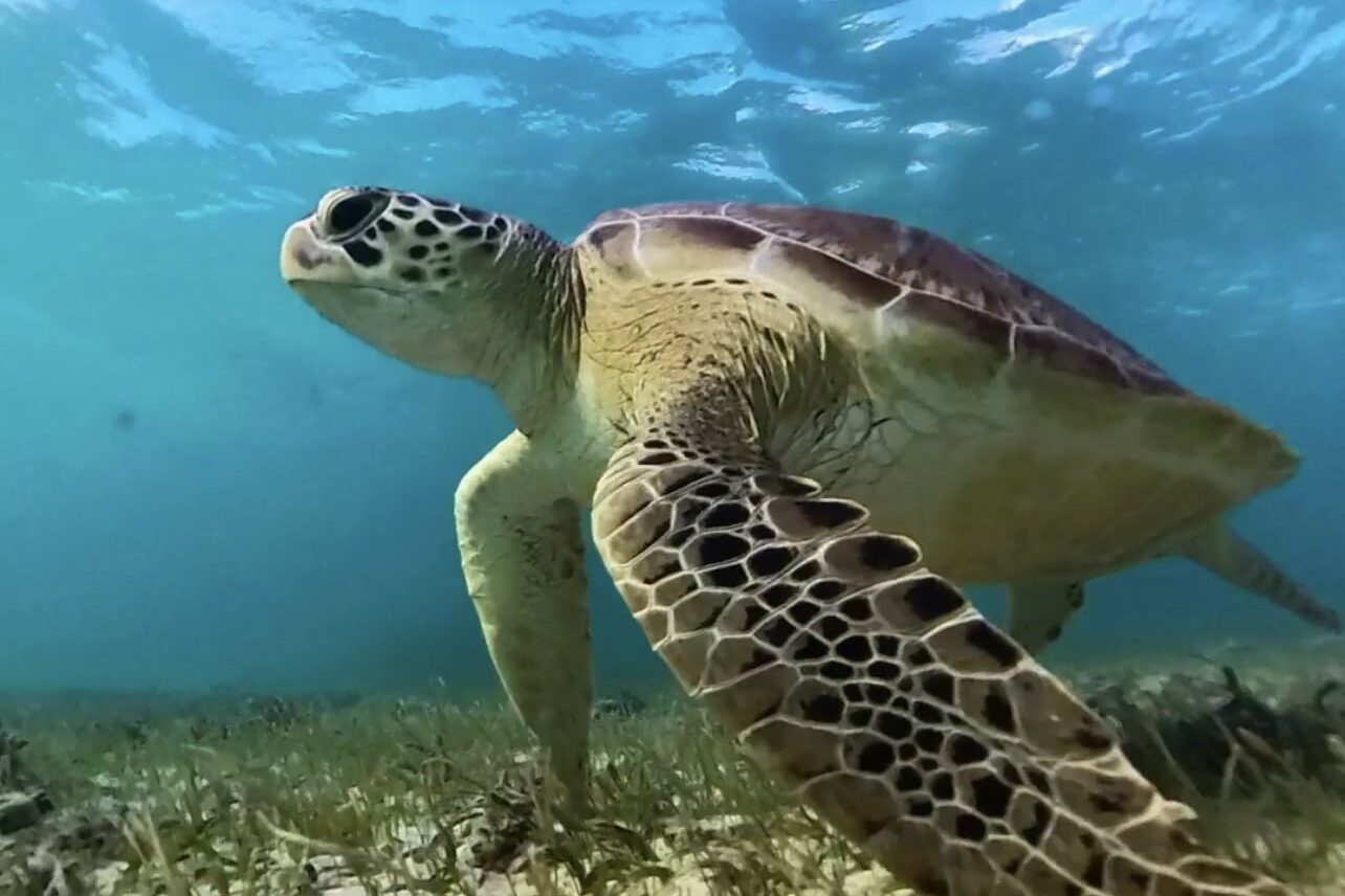 Mitsegeln und Naturerlebnis: Tiere und Landschaften vom Wasser aus entdecken